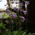 苔テラリウム