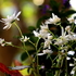 うちの草花・盆栽・山野草2018