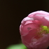 うちの草花・盆栽・山野草2018