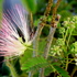 うちの草花・盆栽・山野草2018