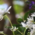 うちの草花・盆栽・山野草2018