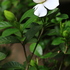 うちの草花・盆栽・山野草2018