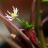 うちの草花・盆栽・山野草2017