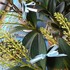 タイミンセッコク（Dendrobium speciosum）