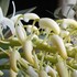 タイミンセッコク（Dendrobium speciosum）