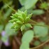 うちの草花・盆栽・山野草2017