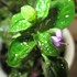 Hypoestes