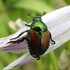 昆虫その他の生き物たち2017