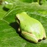 昆虫その他の生き物たち2017