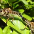 昆虫その他の生き物たち2017