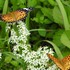 昆虫その他の生き物たち2017