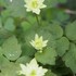 お気に入りの山野草　①