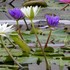 神代植物公園