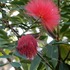 神代植物公園