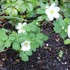 お気に入りの山野草　①