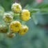 ハーブと季節の花のコテージガーデン