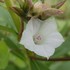 里山の植物　草花　2017年