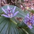 里山の植物　草花　2017年