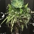 寄せ植え&ギャザリング