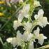 ココのお庭の花と山野草