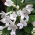 Madagascar jasmine 2017