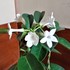 Madagascar jasmine 2017