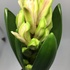 ヒアシンス Hyacinth