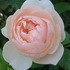 八千代椿の薔薇図鑑 2017❣️