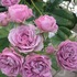 八千代椿の薔薇図鑑 2017❣️