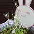 植物たちのアルバム