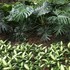 台湾で見た植物🌿