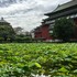 台湾で見た植物🌿