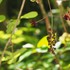 クロボヤ峡へシャクナゲの花を見に行って来ました。