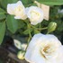 2017年初夏～夏の薔薇