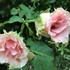 2017年初夏～夏の薔薇