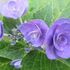 わが家の紫陽花