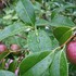 昆虫その他の生き物たち2017