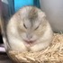 ハムちゃん🐹