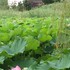 里山の植物　草花　2017年