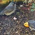 庭先のやって来る🐦小鳥や🐱子猫の色々