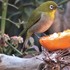 庭先のやって来る🐦小鳥や🐱子猫の色々