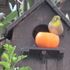 庭先のやって来る🐦小鳥や🐱子猫の色々