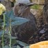 庭先のやって来る🐦小鳥や🐱子猫の色々