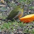 庭先のやって来る🐦小鳥や🐱子猫の色々