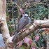 庭先のやって来る🐦小鳥や🐱子猫の色々