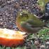 庭先のやって来る🐦小鳥や🐱子猫の色々