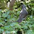 庭先のやって来る🐦小鳥や🐱子猫の色々