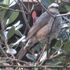 庭先のやって来る🐦小鳥や🐱子猫の色々