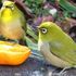 庭先のやって来る🐦小鳥や🐱子猫の色々