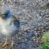 庭先のやって来る🐦小鳥や🐱子猫の色々